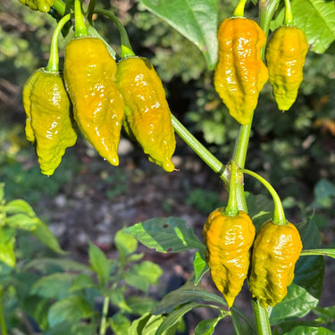 Death Spiral Mustard - Seeds - The Pepper Pantry (Formerly Marie Sharp's)